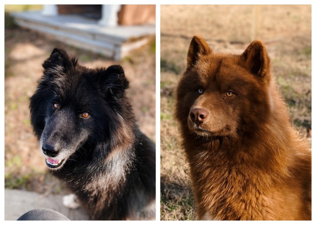 UPCOMING WOOLY HUSKY PAIRING