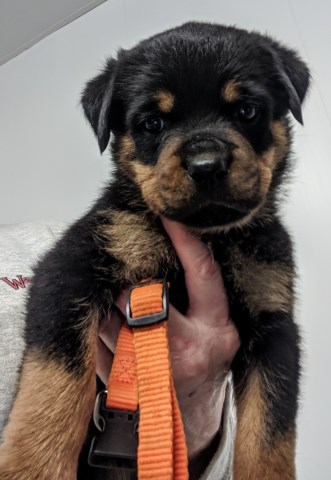 Rottweiler puppy for sale + 58801