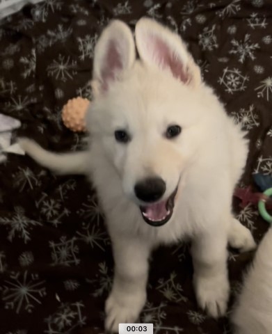 AKC male long stock coat white German shepherd