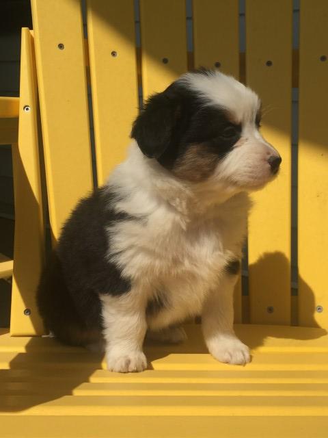 Australian Shepherd Dog puppy for sale + 63220