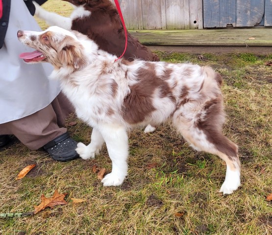 ASDR Australian Shepherds born July 27 2023. Call 231 821 9399