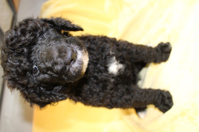 Labradoodle puppy for sale + 65898