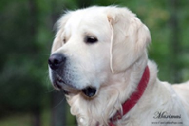 White English Cream Golden Retrievers