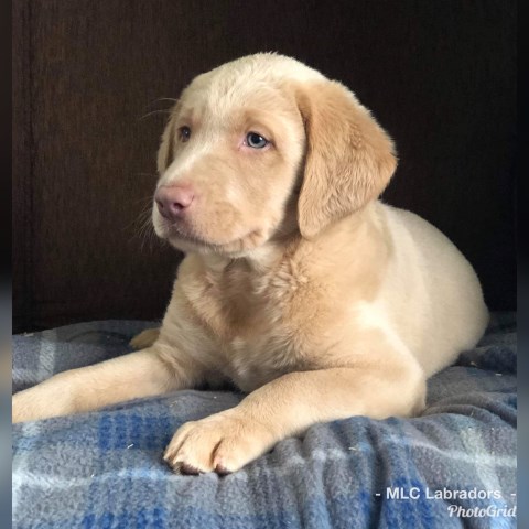 Labrador Retriever Puppies (Yellow/Champagne)