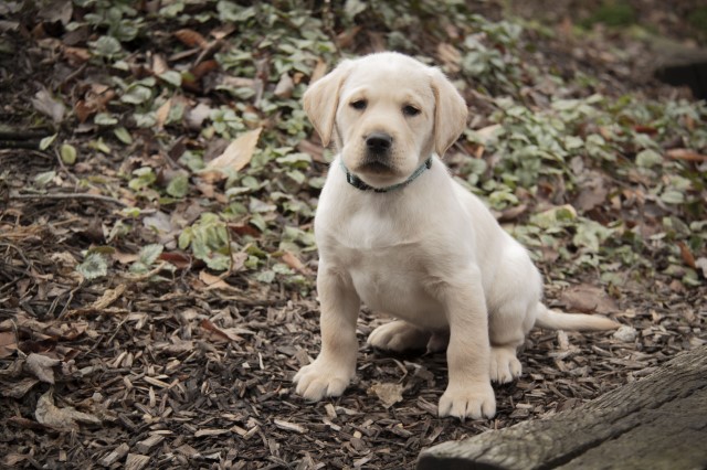 Labrador Retriever puppy for sale + 61120
