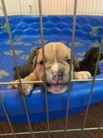 Olde English Bulldog Puppy English Bulldog for sale/adoption