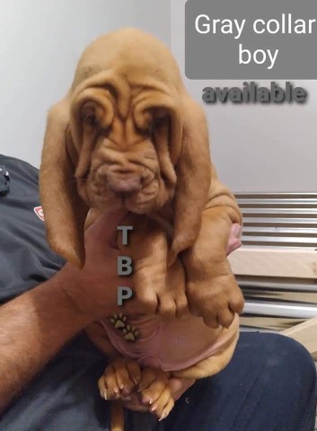 Bloodhound puppies ready to go home 10/30