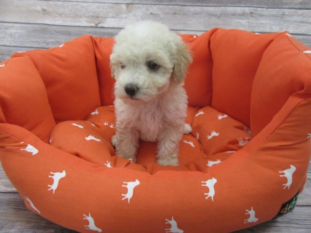 Maltese puppy for sale + 47242