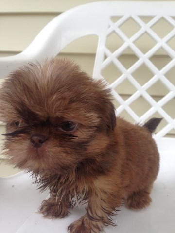 Shih Tzu puppy for sale + 52519