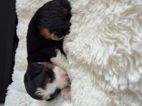 Mini F1b Bernedoodle - Meet Cindy Lou - Ready 12/25/2025! Bernese Mountain Dog for sale/adoption