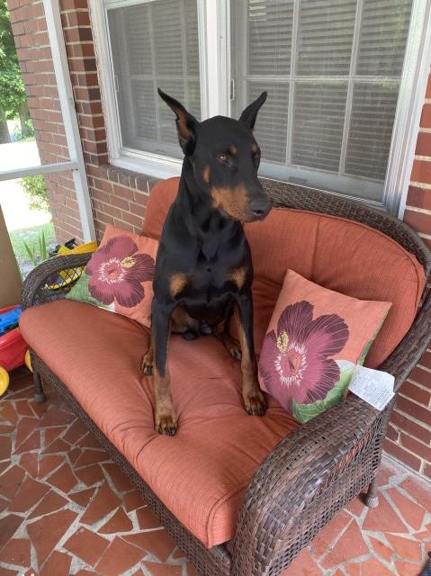 Doberman Pinscher puppy for sale + 43710