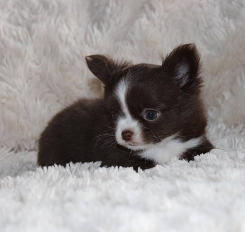 Chihuahua puppy for sale + 55578