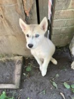 Beautiful White Female Alusky Husky Puppy Siberian Husky for sale/adoption