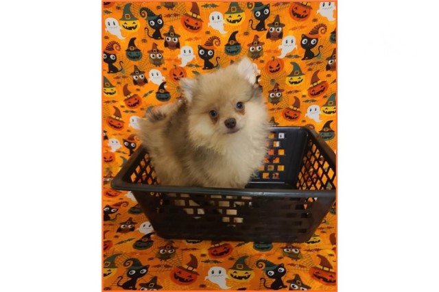 Merle Pomeranian-Finn-Male