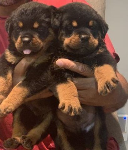 Rottweiler puppy for sale + 63933