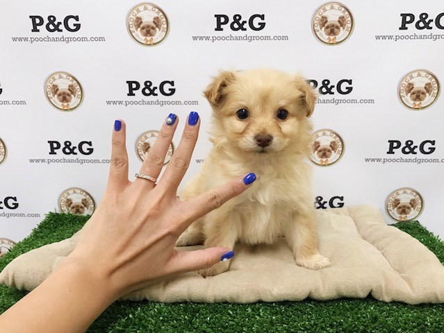 Pomeranian puppy for sale + 48340