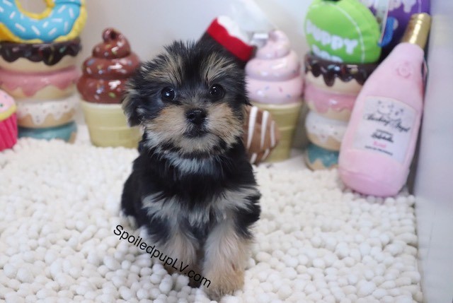 Morkie puppy for sale + 54462