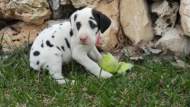 Great Dane puppy for sale + 52180