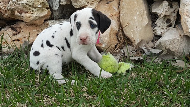 77+ Harlequin Great Dane Puppies