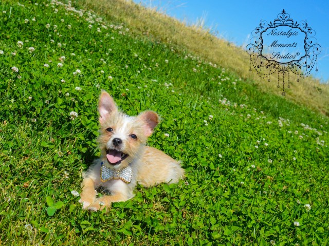 'TOBI'  is a designer 'Shih-Tzu & West Highlander Terrier male, called: Westi-Tzu at $495