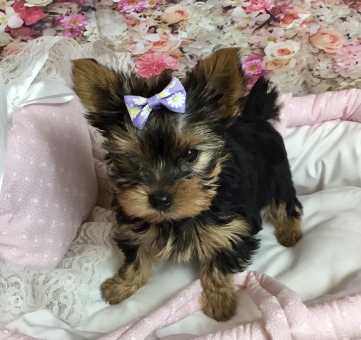 Tiny AKC babydoll face Yorkie