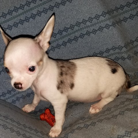 Chihuahua puppy for sale + 49508