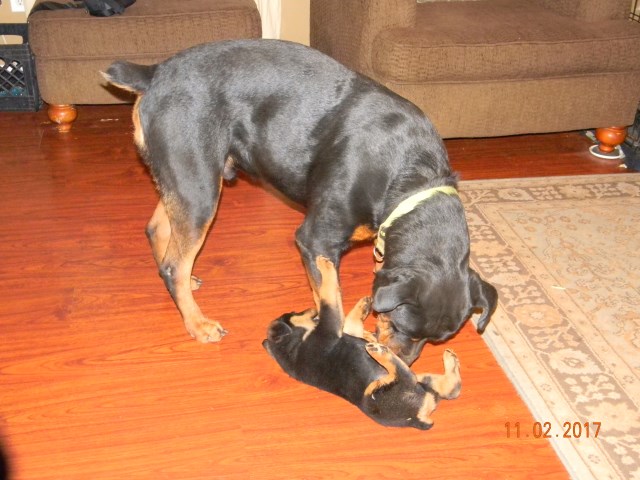 Rottweiler puppy for sale + 50620