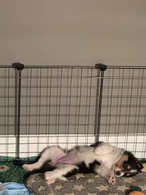 Collie puppy for sale + 67017