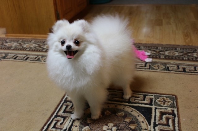 Pomeranian puppy for sale + 60309