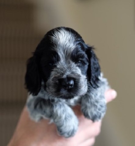 Cocker Spaniel Puppies