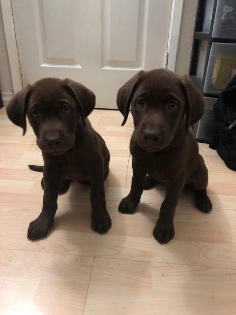 akc chocolate lab