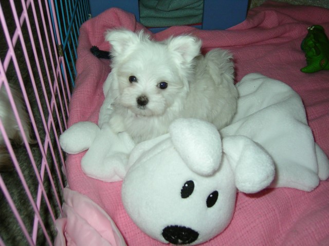 Maltese puppy for sale + 63541