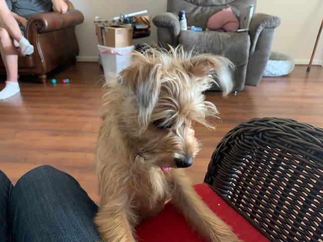 Shih tuz / Yorkie mix (Shorkie) for sale