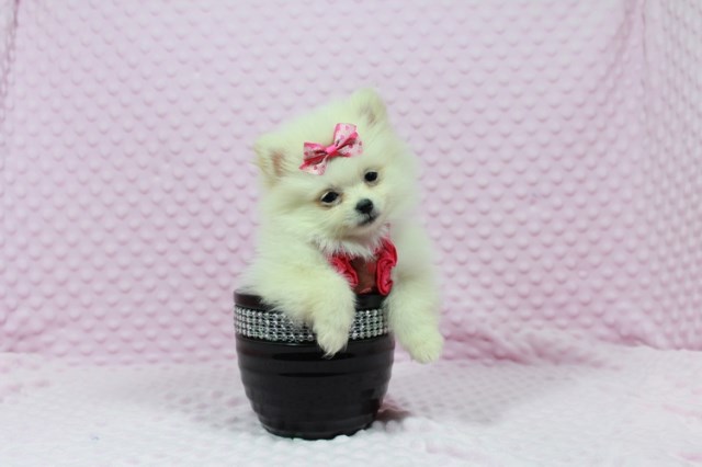 Female Teacup Pomeranian Las Vegas + Other TC/Toy Puppies