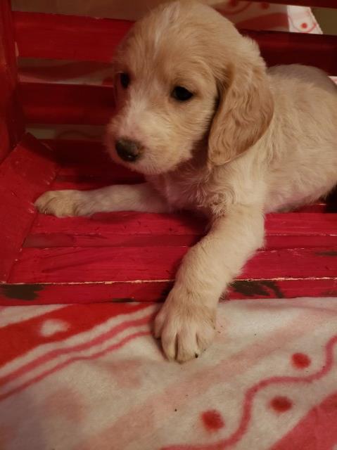 Labrador Retriever puppy for sale + 55470