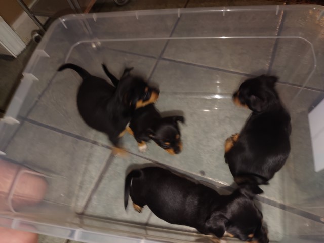 Mini pin puppies need a home