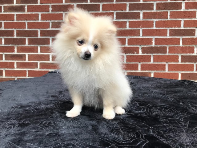 CKC Pomeranian: BLAZE
