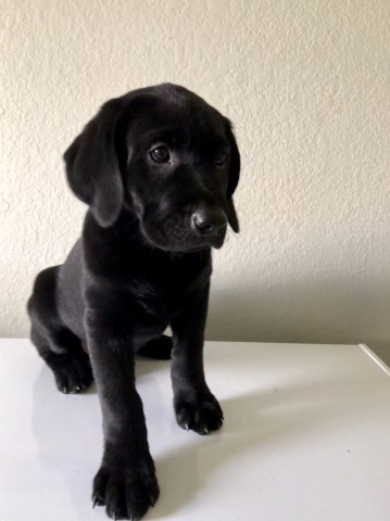 Labrador Retriever Puppies - Champion bloodline