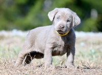 Labrador Retriever thumbnail