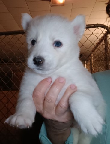 Siberian Husky Puppies
