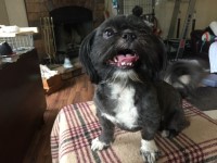 Shih Tzu Stud and Dam to rehome Free to right breeder Shih Tzu for sale/adoption