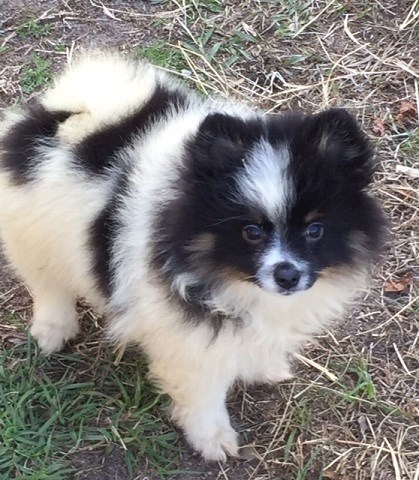 Pomeranian puppy for sale + 59482