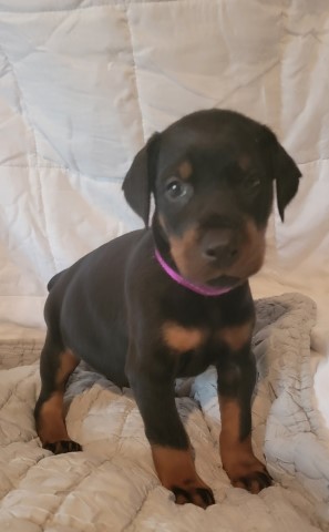 Akc registered doberman puppies