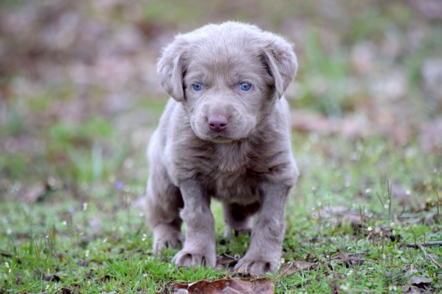 Labrador Retriever puppy for sale + 60199