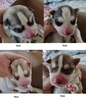 AKC Siberian Husky Champion  lines Siberian Husky for sale/adoption