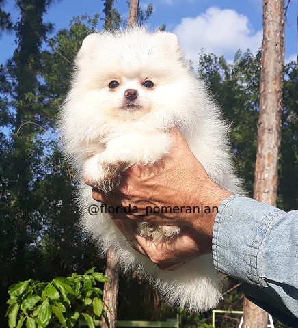 Pomeranian puppy for sale + 61728
