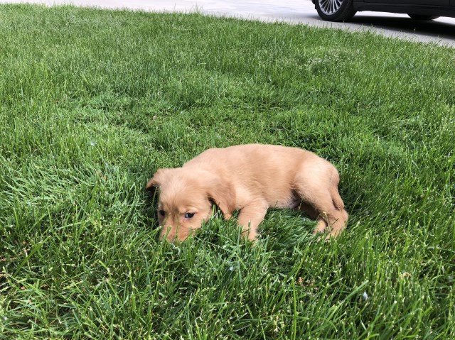 Golden Retriever puppy for sale + 53461