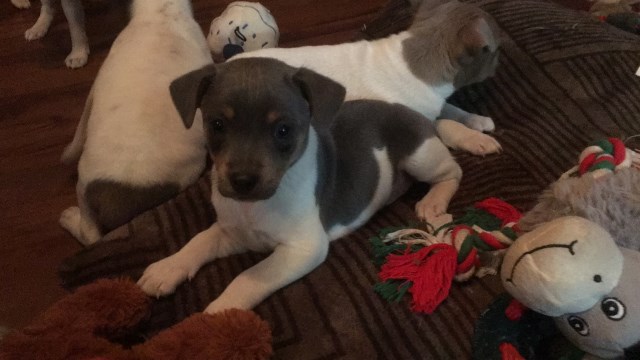 UKCI Miniature Rat Terrier Puppy