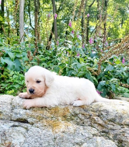 Golden Retriever Puppies AKC