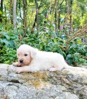 Golden Retriever Puppies AKC Golden Retriever for sale/adoption